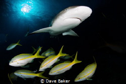 Caribbean reef shark by Dave Baker 
